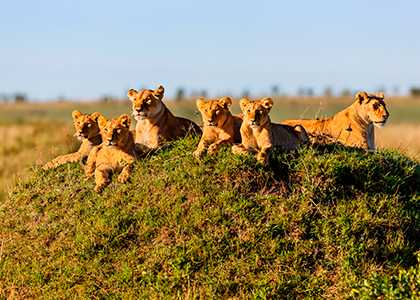 Løvefamilie i Masai Mara, Kenya