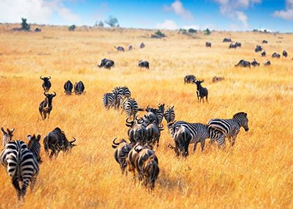 Anteloper og zebraer i Masai Mara