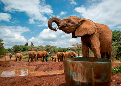 Elefanter i David Sheldrick Wildlige Trust