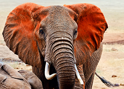 Elefant i Tsavo National Park, Kenya