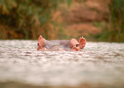 Flodhest i Tsavo West, Kenya