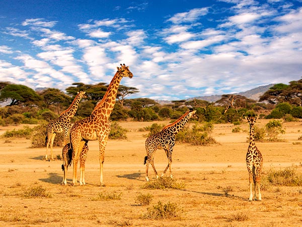 sydafrika safari og badeferie