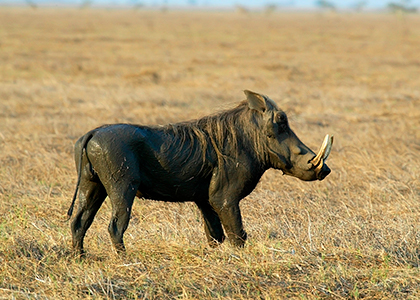 Gorongosa vildsvin