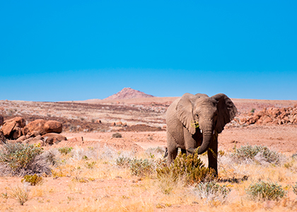 Elefant spiser i Damaraland