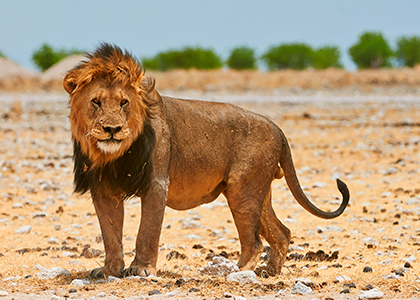 Hanløve i Etosha National Park, Namibia