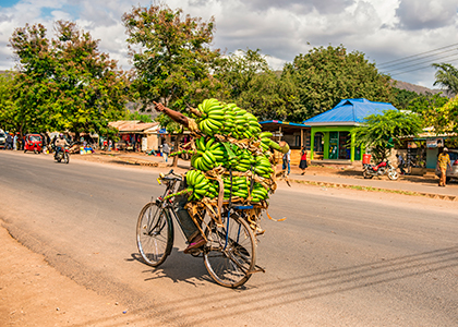 Afrikaner transportere bananer på cykel i Arusha