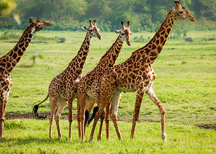 Giraffer i Arusha National Park