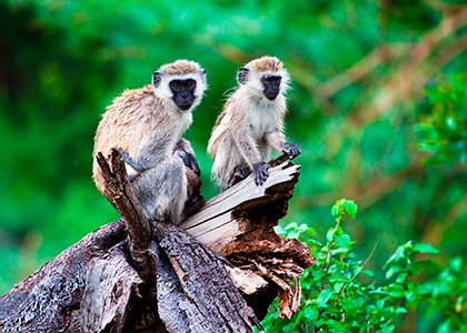 Aber i Lake Manyara, Tanzania