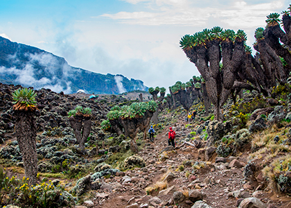 Dendrosenecio på Mount Kilimanjaro