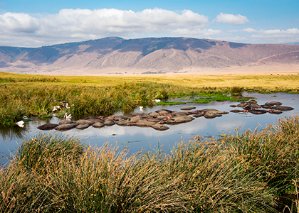 Flodheste i Ngorongoro Conservation Area