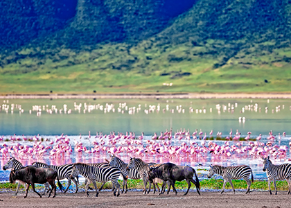 Zebraer og flamingoer i Ngorongoro crateret