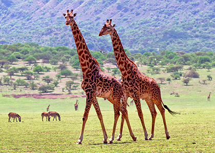 Giraffer i Ngorongoro