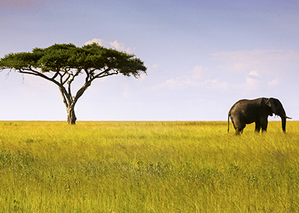 Elefant og Acaciatræ midt i Serengeti National Park