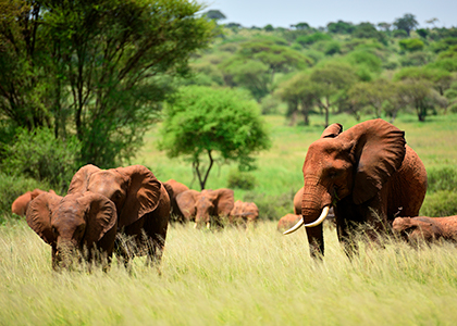 Flok elefanter i Serengeti National Park, Tanzania