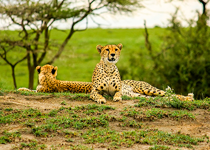 Cheetahs i Tarangire National Park