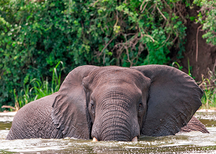 Afrikansk elefant i Kazinga kanalen