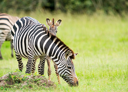 Zebra i Uganda