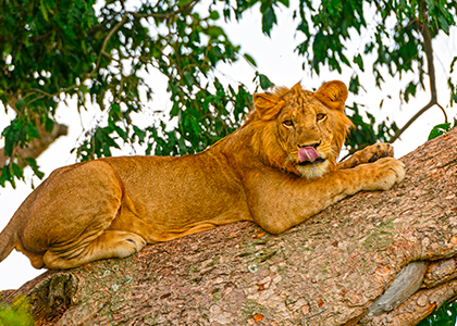 Løve i Queen Elizabeth National Park