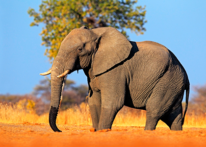 Afrikansk elefant i Hwange National Park, Zimbabwe